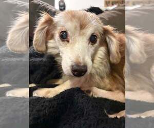 Mutt Dogs for adoption in Mount Pleasant, SC, USA