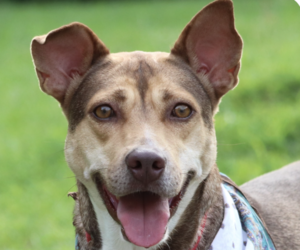 Mutt Dogs for adoption in San Ramon, CA, USA