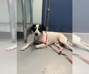 Labrador Retriever-Unknown Mix Dogs for adoption in Corpus Christi, TX, USA