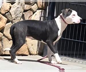 American Pit Bull Terrier-Unknown Mix Dogs for adoption in Sacramento, CA, USA