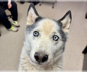 Siberian Husky Dogs for adoption in Olathe, KS, USA
