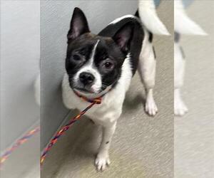 Boston Terrier-Unknown Mix Dogs for adoption in Las Vegas, NV, USA