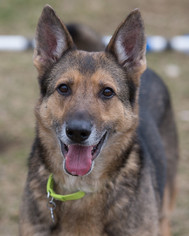 German Shepherd Dog Dogs for adoption in Howell, MI, USA