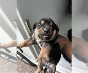 German Shepherd Dog-Unknown Mix Dogs for adoption in Houston, TX, USA