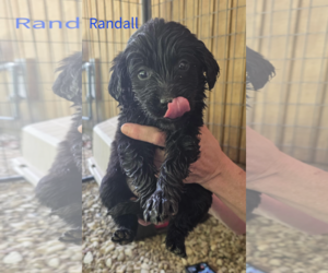 Golden Labrador Dogs for adoption in Woodsfield, OH, USA