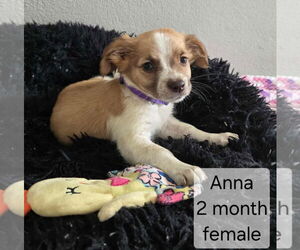 Chihuahua-Unknown Mix Dogs for adoption in Virginia Beach, VA, USA