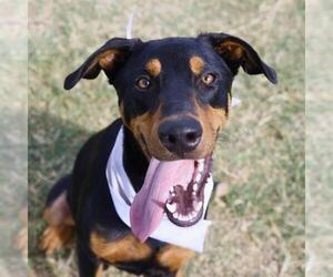 Doberman Pinscher-Unknown Mix Dogs for adoption in San Antonio, TX, USA