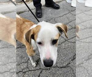 American Staffordshire Terrier-Unknown Mix Dogs for adoption in San Antonio, TX, USA