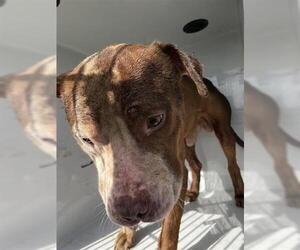 American Pit Bull Terrier-Unknown Mix Dogs for adoption in Houston, TX, USA
