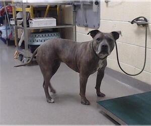 American Pit Bull Terrier Dogs for adoption in Denver, CO, USA