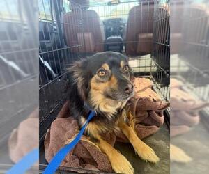 Papillon Dogs for adoption in San Martin, CA, USA