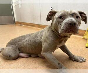 American Pit Bull Terrier-Unknown Mix Dogs for adoption in Martinez, CA, USA