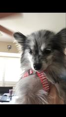 Pomeranian Dogs for adoption in O Fallon, MO, USA
