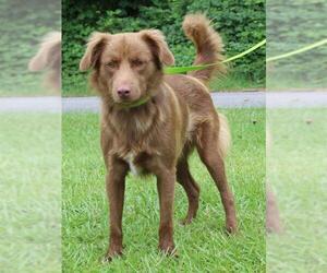Chocolate Labrador retriever-Unknown Mix Dogs for adoption in Prattville, AL, USA