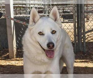 Siberian Husky Dogs for adoption in Ojai, CA, USA
