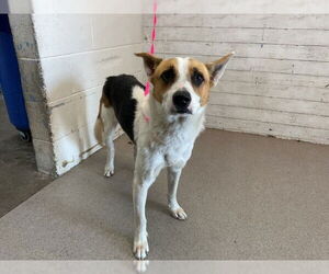 Border Collie-Unknown Mix Dogs for adoption in San Bernardino, CA, USA