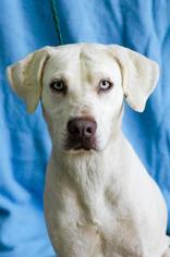 Labmaraner Dogs for adoption in Johnson City, TN, USA