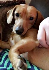 Dachshund Dogs for adoption in Thomasville, NC, USA