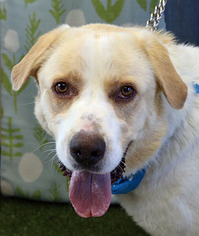 Great Pyrenees-Unknown Mix Dogs for adoption in Yakima, WA, USA