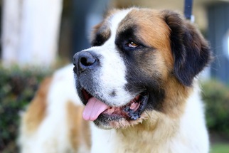 Saint Bernard Dogs for adoption in El Cajon, CA, USA