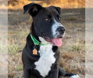 Borador Dogs for adoption in Sunnyvale, CA, USA
