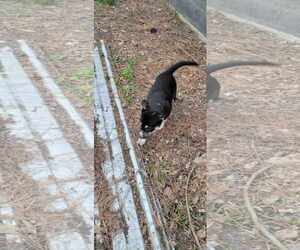 Huskies -Unknown Mix Dogs for adoption in Holly Springs, NC, USA