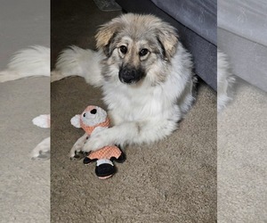 Great Pyrenees-Pomeranian Mix Dogs for adoption in MIDWAY, UT, USA