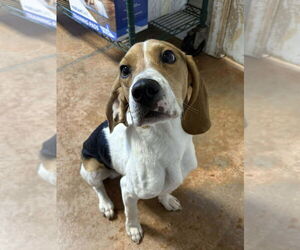 Beagle Dogs for adoption in Bolivar, MO, USA