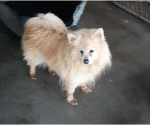 Pomeranian Dogs for adoption in Bonifay, MO, USA