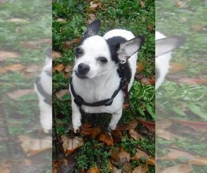 Chihuahua Dogs for adoption in Stockport, OH, USA
