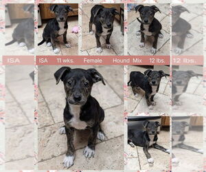 Labbe Dogs for adoption in Mesa, AZ, USA