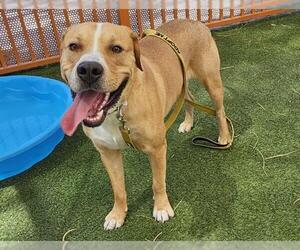 Labrador Retriever-Unknown Mix Dogs for adoption in Las Vegas, NV, USA