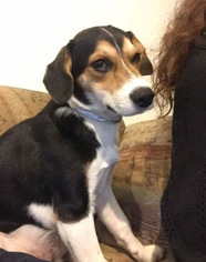 Beagle Dogs for adoption in Dana Point, CA, USA