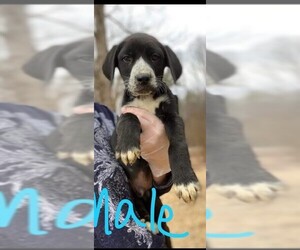 Beabull Dogs for adoption in Newark, DE, USA