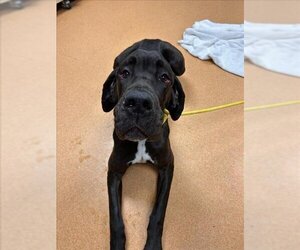 Great Dane Dogs for adoption in Martinez, CA, USA