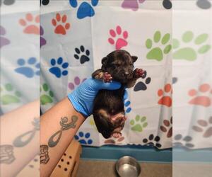 German Shepherd Dog Dogs for adoption in Houston, TX, USA