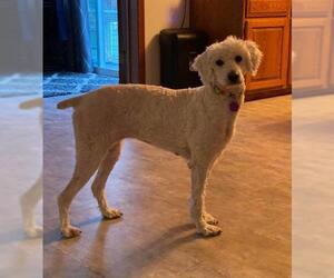 Poodle (Standard) Dogs for adoption in Glen Haven, WI, USA