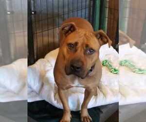 American Pit Bull Terrier Dogs for adoption in Foristell, MO, USA