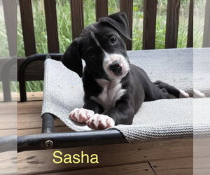 American Staffordshire Terrier-Unknown Mix Dogs for adoption in Parker Ford, PA, USA
