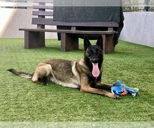 Mutt Dogs for adoption in Pasadena, CA, USA