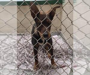 Australian Kelpie-Unknown Mix Dogs for adoption in Anchorage, AK, USA
