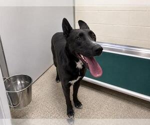 Mutt Dogs for adoption in West Valley, UT, USA
