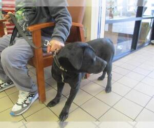 Labrador Retriever Dogs for adoption in Ocala, FL, USA