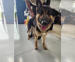 German Shepherd Dog Dogs for adoption in Temple, TX, USA