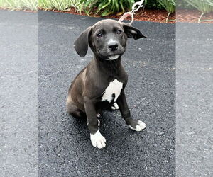 Labrador Retriever-Unknown Mix Dogs for adoption in Sterling, MA, USA