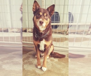 Border-Aussie Dogs for adoption in Detroit Lakes, MN, USA