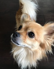 Medium Photo #1 Chiranian Puppy For Sale in Bellevue, WA, USA