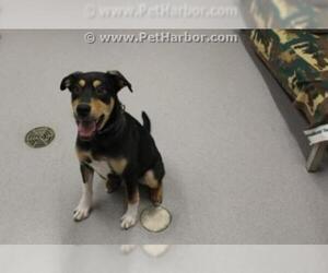 Rottweiler-Unknown Mix Dogs for adoption in Grasswood, Saskatchewan, Canada