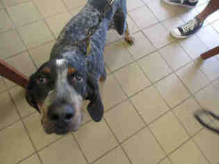 Bluetick Coonhound Dogs for adoption in Ocala, FL, USA