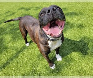 American Pit Bull Terrier-Unknown Mix Dogs for adoption in Sykesville, MD, USA
